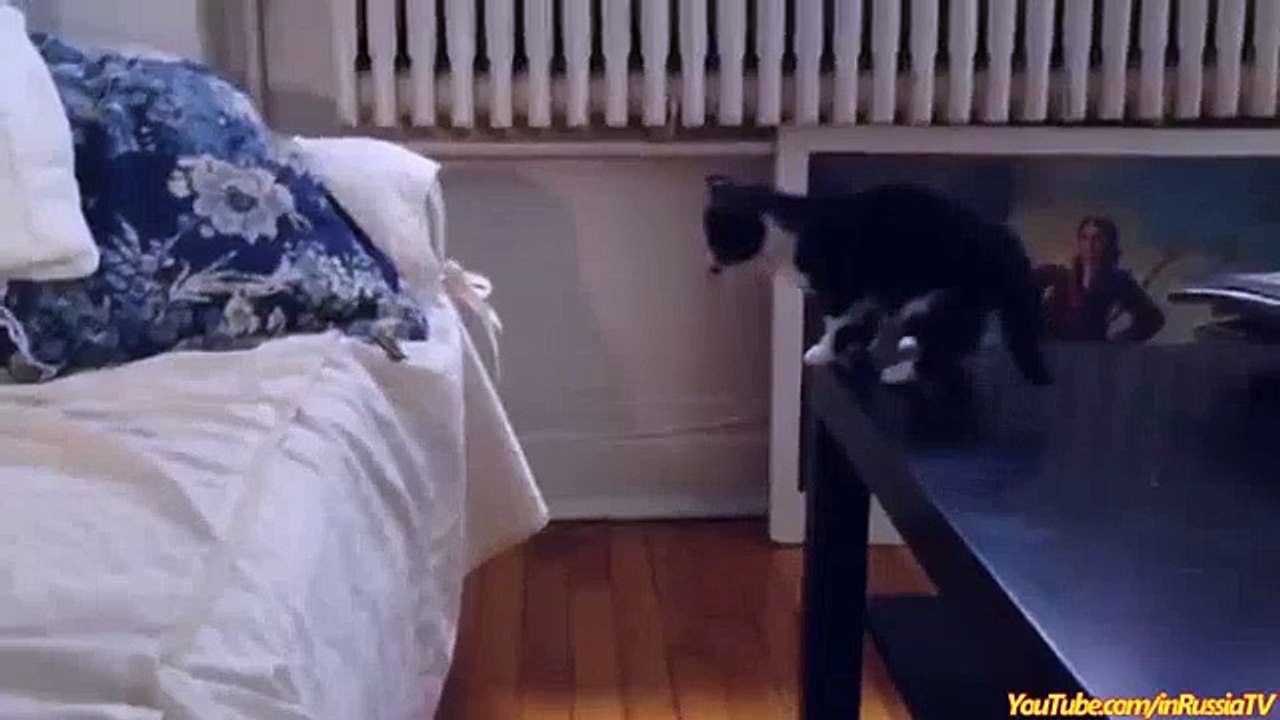 FUNNY VIDEOS  Funny Cats   Funny Cat Videos   Funny Animals   Cats Funny Jump Compilation