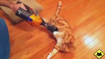 FUNNY VIDEOS  Funny Cats   Funny Cat Videos   Funny Animals   Fail Compilation   Cats Love Vacuums