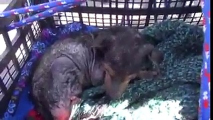 Un cane viene abbandonato in un canale: il suo salvataggio è commovente