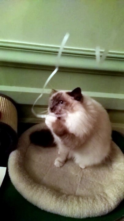 Igen le chat mignon