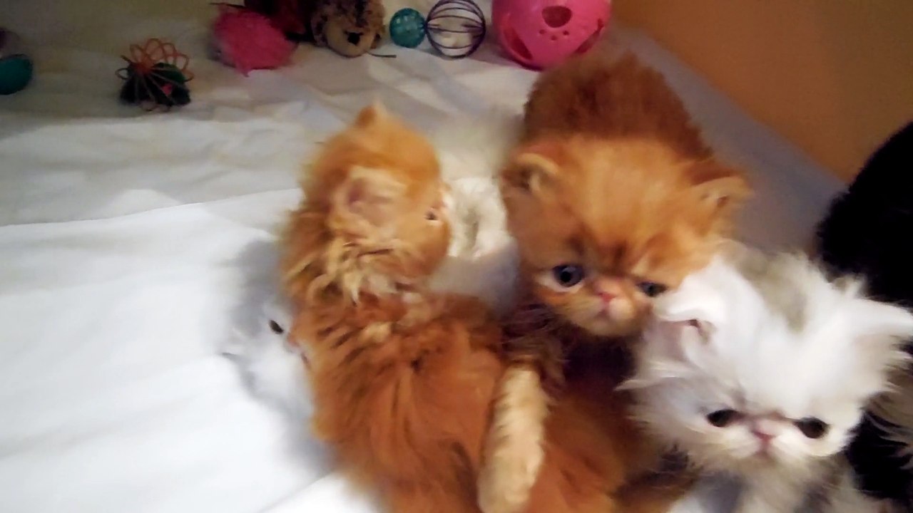 mes bébés 7 semaines et demi