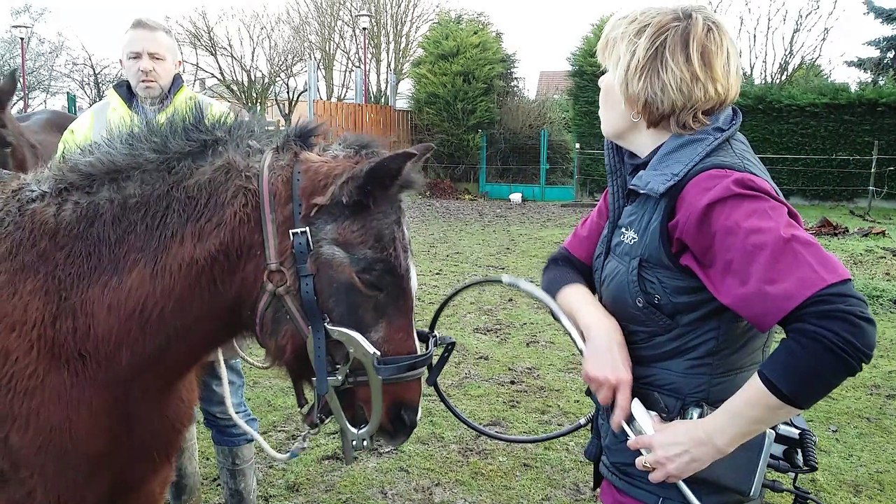 Brebières: Lors d'une séance avec Véronique Quenson, équidentiste