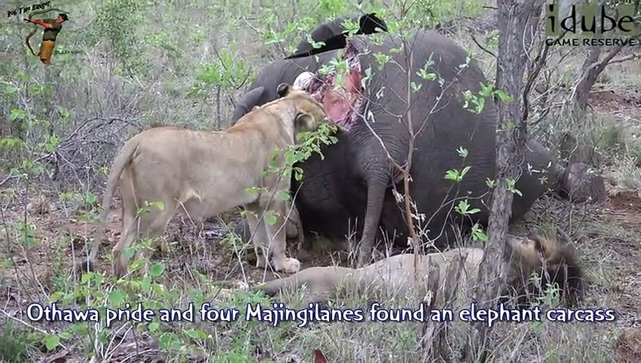 Idube Safari Highlights #372  17 - 20 October 2015 (Latest Sightings) (4K Video)
