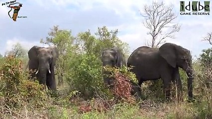 Idube Safari Highlights #373  20 - 24 October 2015 (Latest Sightings) (4K Video)