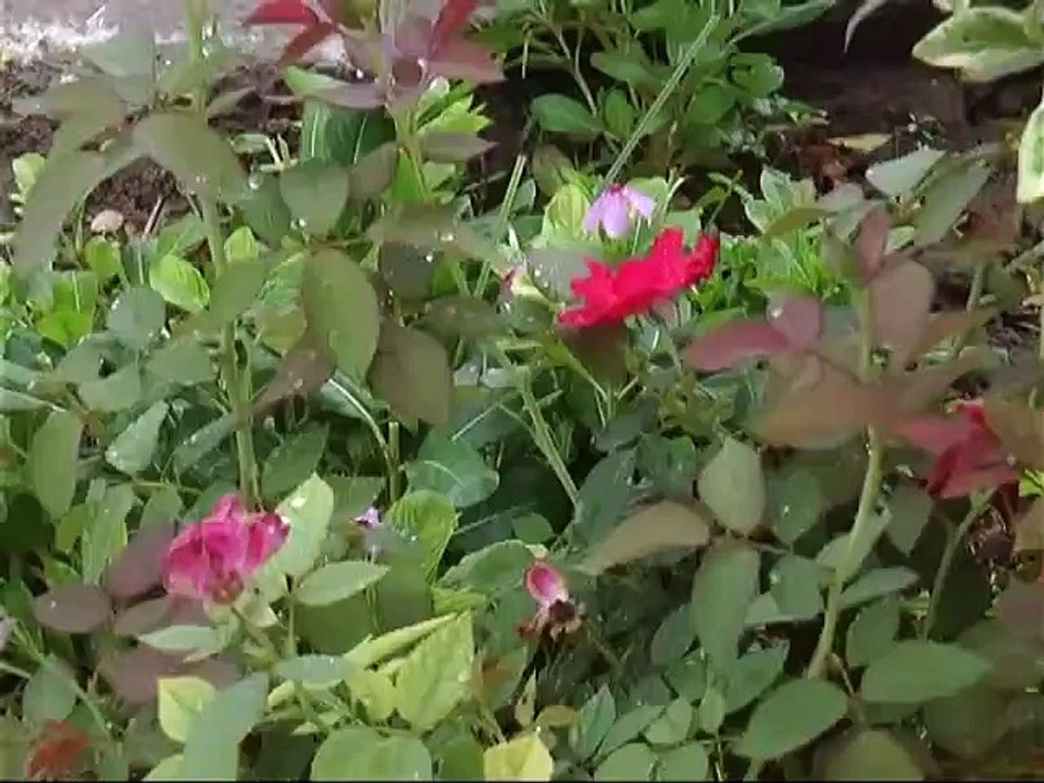 Toba Tek Singh : rain in the city and surrounding  periodically released