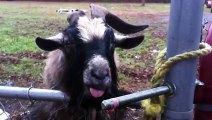 Stupid Goats Making Stupid Noises