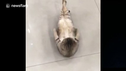 This cat can do sit-ups like a human