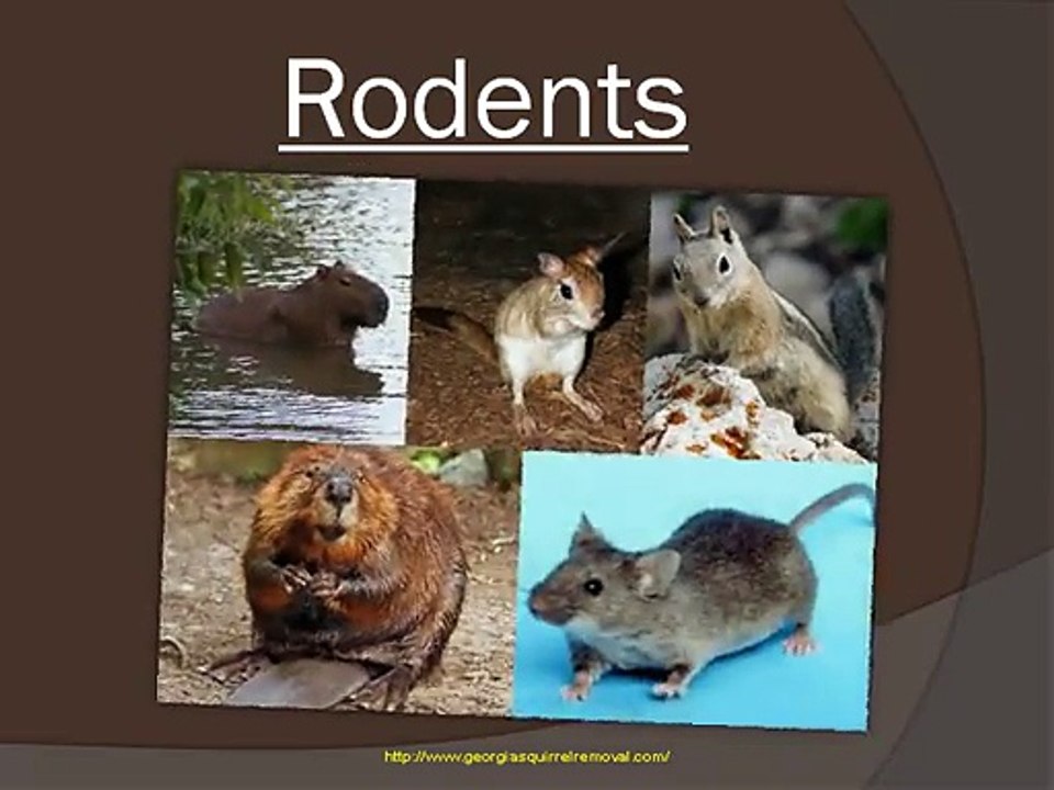 Removal of Rodent in Atlanta