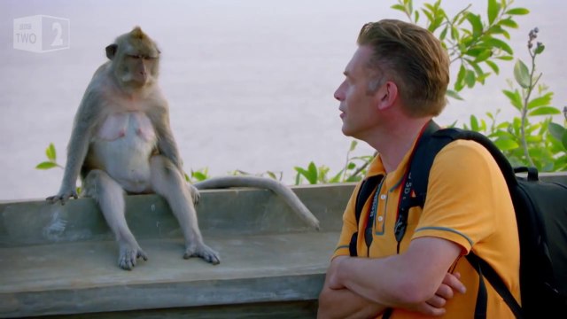 Pourquoi les singes volent les touristes ?