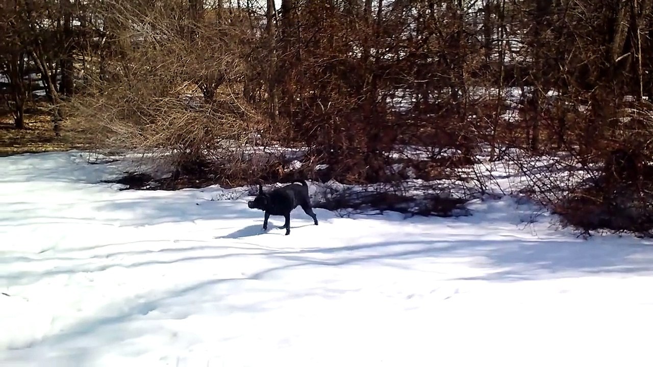 Ce labrador glisse de façon hilarante sur la neige !