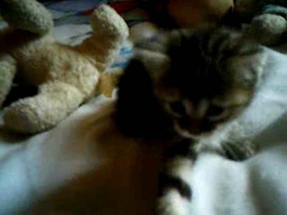 Mon pti chaton