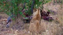 LIONS  Following The Pride 67  With A Kudu Kill (4K Video)
