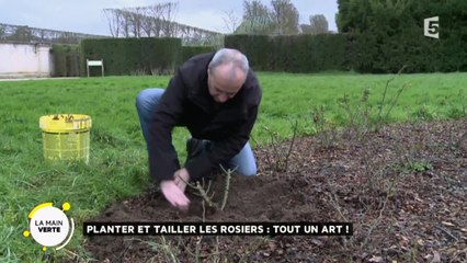 Planter et tailler les rosiers : tout un art !