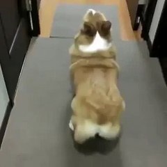 Gotta Love Dogs Vine _ Funny videos