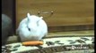 Hamster steals a carrot from a Rabbit! So Sweet! _ Funny videos 2015