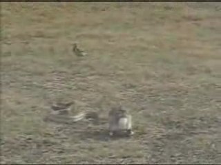 Lapin joue avec un serpent!