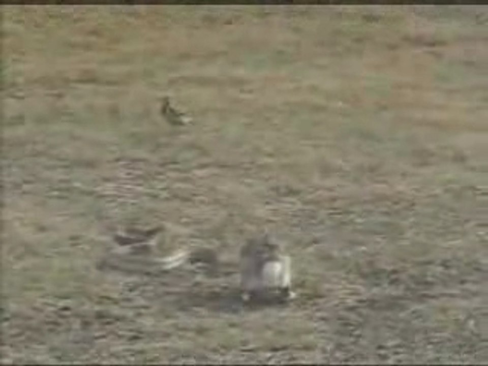 Lapin joue avec un serpent!