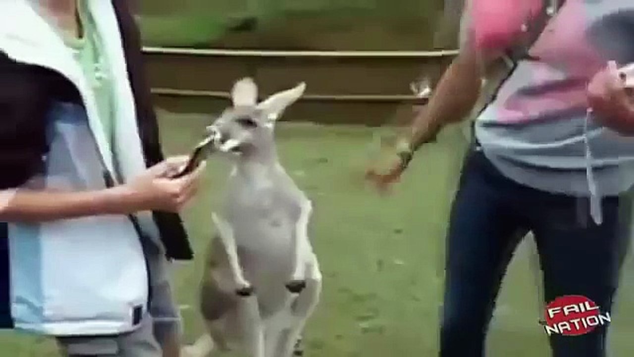 When Animals Attack Compilation 2016