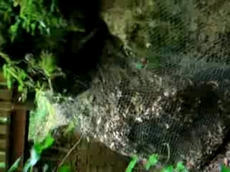 Tranchée allemande