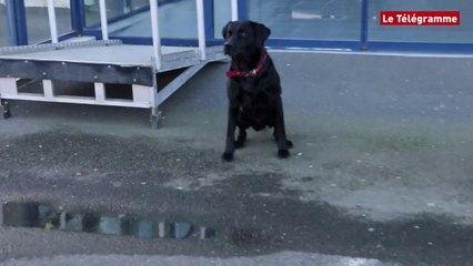 Morlaix. Douanes. L'incroyable "collègue" à quatre pattes