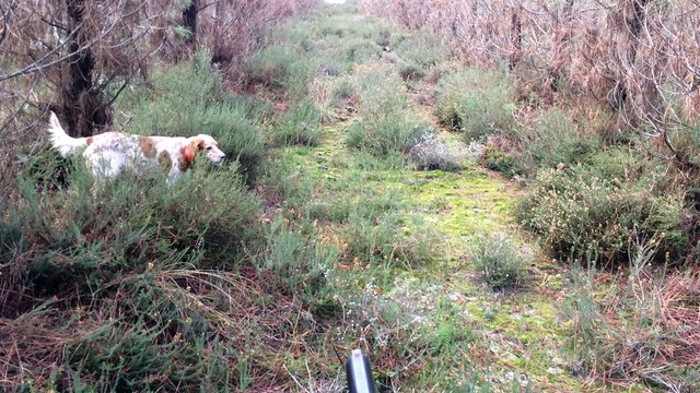 Arrêt sur bécasse avec mes setters