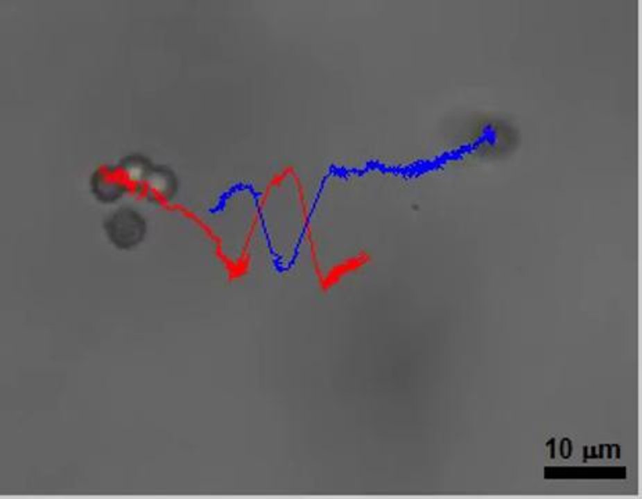 Múltiples robots interactúan para limpiar las arterias obstruidas