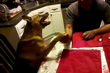 Köpekle Bilek Güreşi Yapmak Yok Böyle Bir Şey