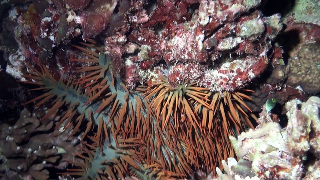 At night, Palau Alexys Coral Garden, with little monsters on the reef Nachts, Palau Alexys Coral Garden, mit kleinen Monstern am Riff