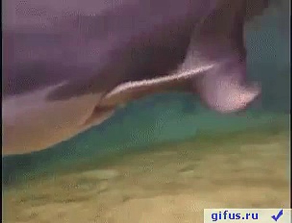 Уникальный кадр - рождение дельфинёнка.