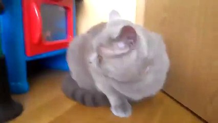 агресивное   котэ