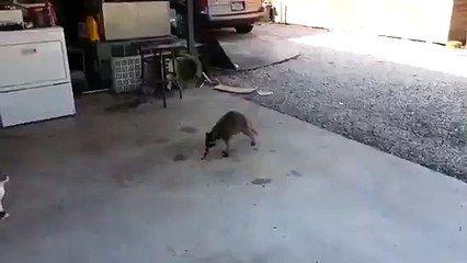 Енот ворует еду у котов