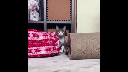 قط يقفز من مكان ضيق وتعليق رائع