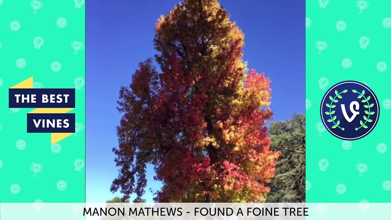 Best Vines of November 2015 Vine Compilation   Part 8