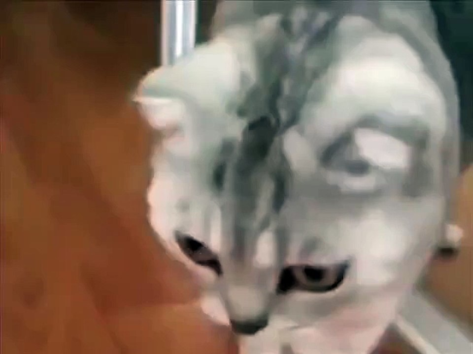 Кот увидел себя в зеркале.