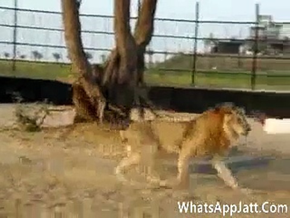 Love with lions-funny Video