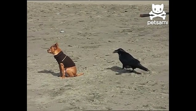 The crow attacked a dog / Хитрая ворона напала на собаку