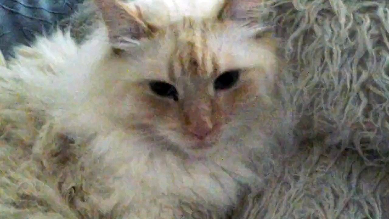 Коты )) (31)