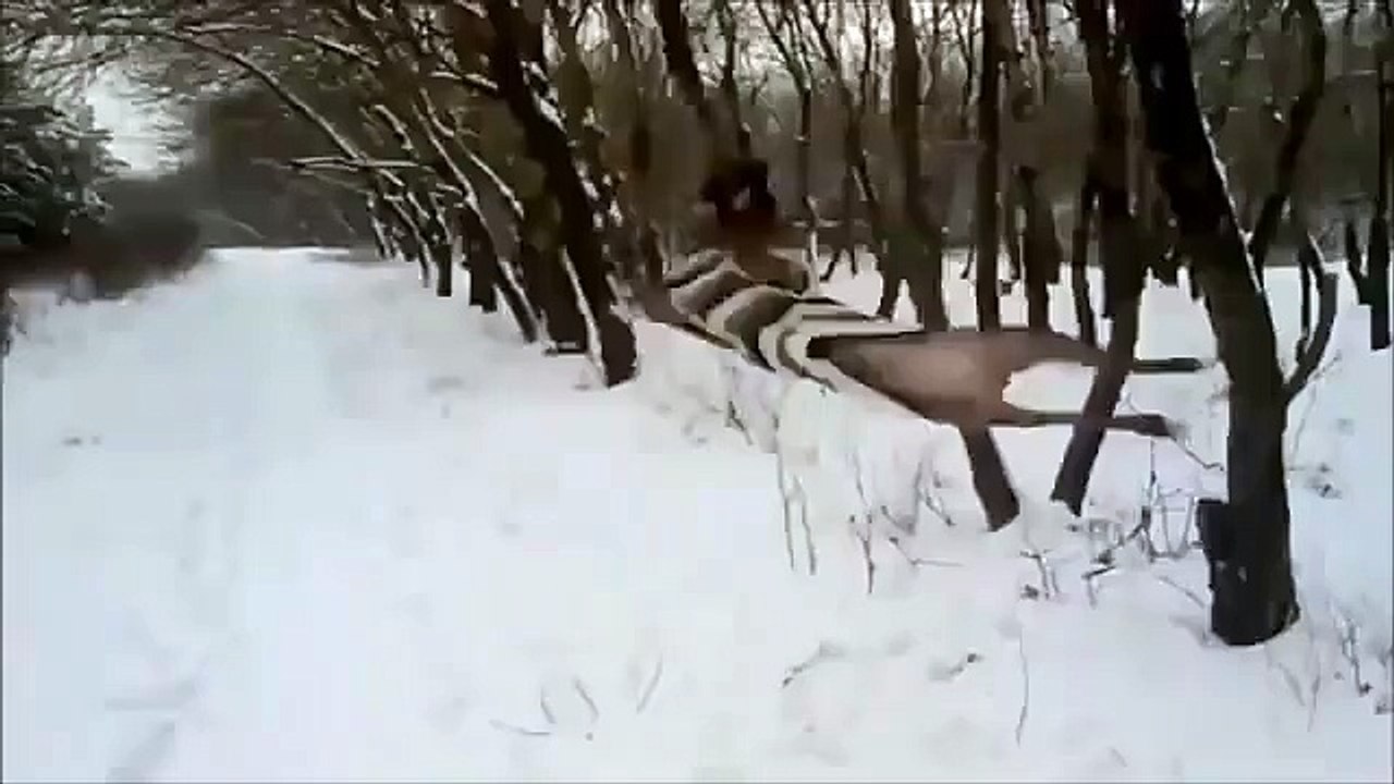 Собака-шатун! (Vine)