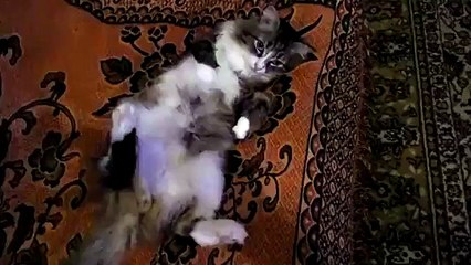 прикол с котом