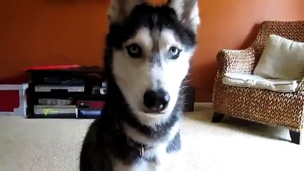 СОБАКА ГОВОРИТ ВАУ!!!!!!!!!!