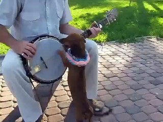 Собака играет на гитаре