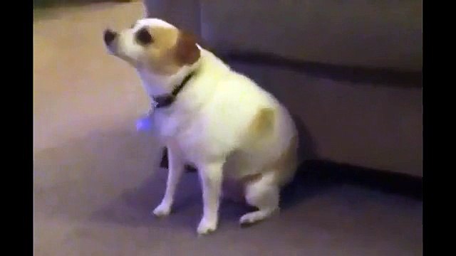 Собака танцует под Eminem