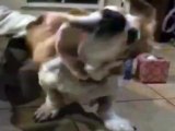 Secret Life of Dogs: Basset hound shakes off water in ultra slow motion