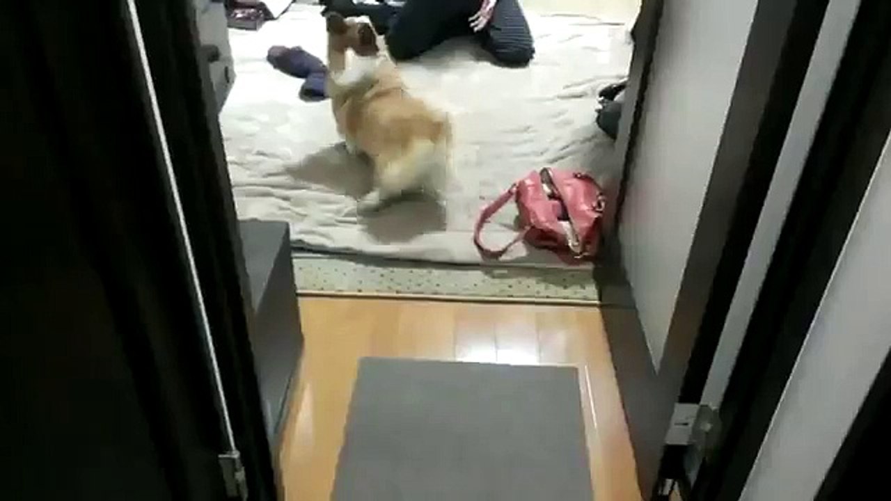 супер танец собаки