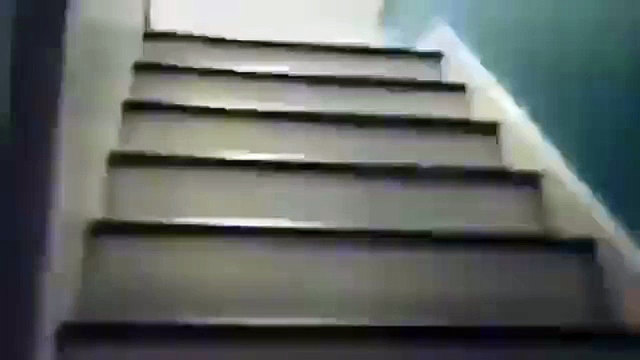 угарный мопс ×)