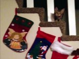 Sneaky Cat Steals Christmas Stocking