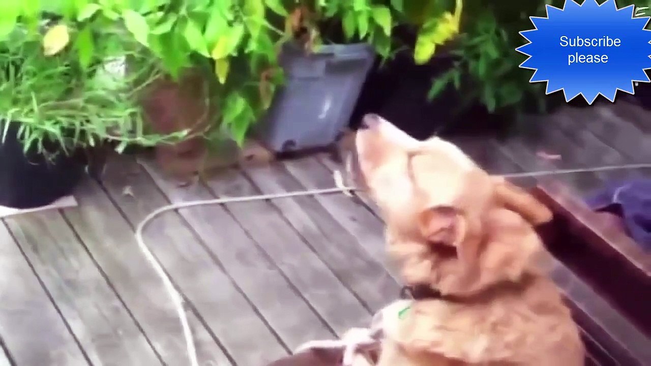 Very Funny Dogs-funny video