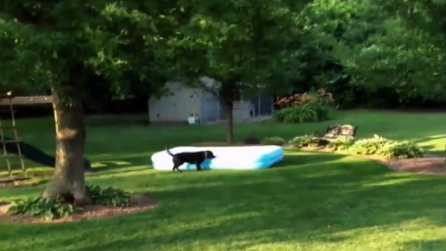 Hey guys I wanna play ! _ Funny videos 2015