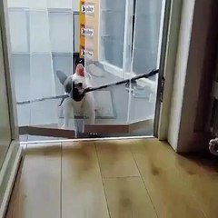 I need this stick inside, human! a little help please_ _ Funny videos 2015