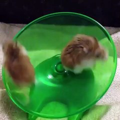 Not sure if this is funny or cruel! _ Funny videos 2015